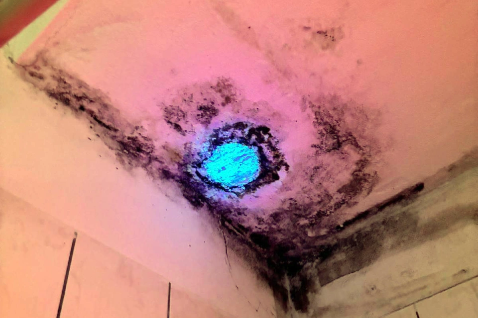 Moisissures visibles sur les murs d'une habitation après un sinistre lié à l'humidité.
