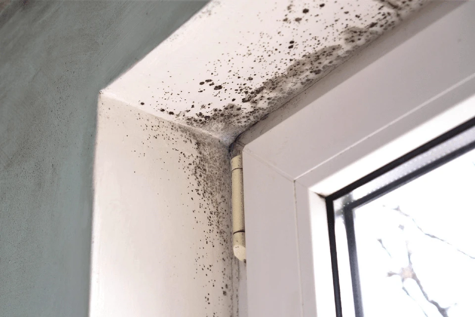 Moisissures visibles dans l'angle d'une fenêtre, signe d'un problème d'humidité ou de condensation.